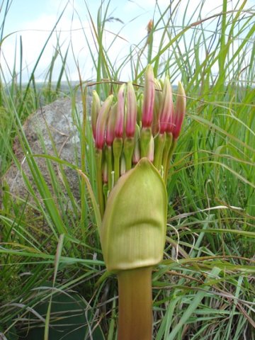 Brunsvigia radulosa spathe bracts